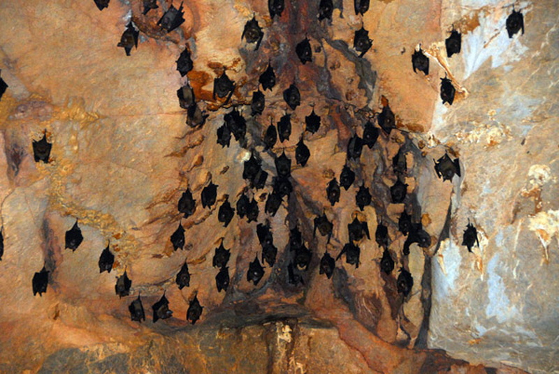Group of black bats hanging from a rocky cave ceiling at Chiang Dao Cave.