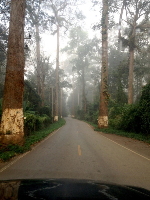 A winding road surrounded by tall trees and fog in a dense forest at Tham Chiang Dao.