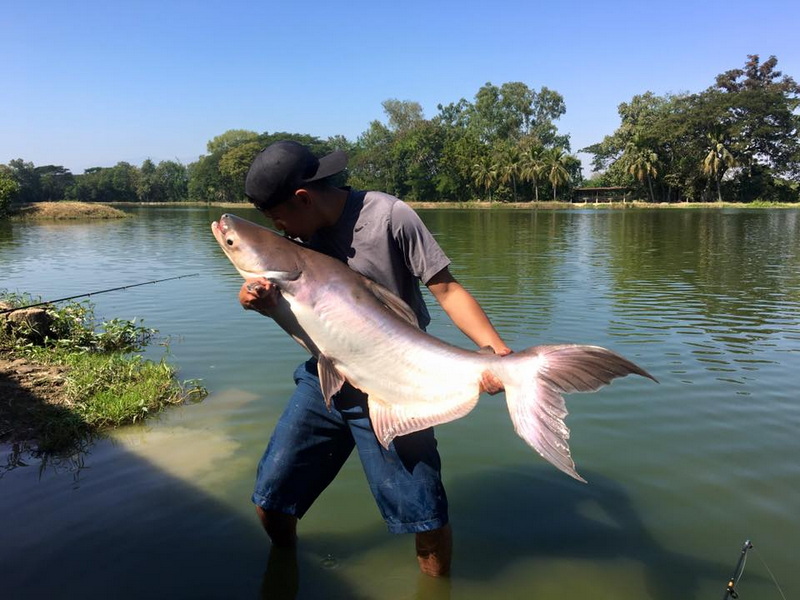 Person holding a large fish by a lake with trees and blue sky at Chiang Mai Fishing.