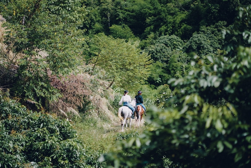 Horse Riding Trail through Green Forest at Horse Riding Chiang Mai Two riders on horses traveling down a lush, forested trail at Horse Riding Chiang Mai.