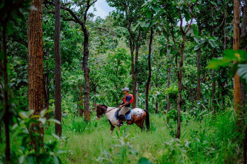 Person riding a horse through lush green wooded area with tall trees at Horse Riding Chiang Mai.