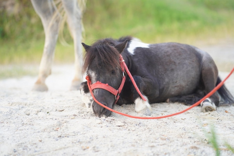 Resting Small Horse at Horse Riding Chiang Mai Small black and white horse resting on sandy ground with red halter at Horse Riding Chiang Mai.