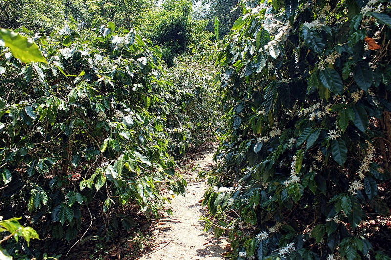 Coffee Plantation Pathway at Chiang Mai Coffee Farm Tour A dirt pathway winding through rows of coffee bushes with white flowers and dense greenery at Chiang Mai Coffee Farm Tour.