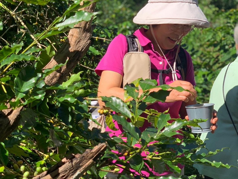 Coffee Plant Inspection at Coffee Farm Tour Chiang Mai Woman examining coffee plants and holding a cup in a lush green setting at Coffee Farm Tour Chiang Mai.