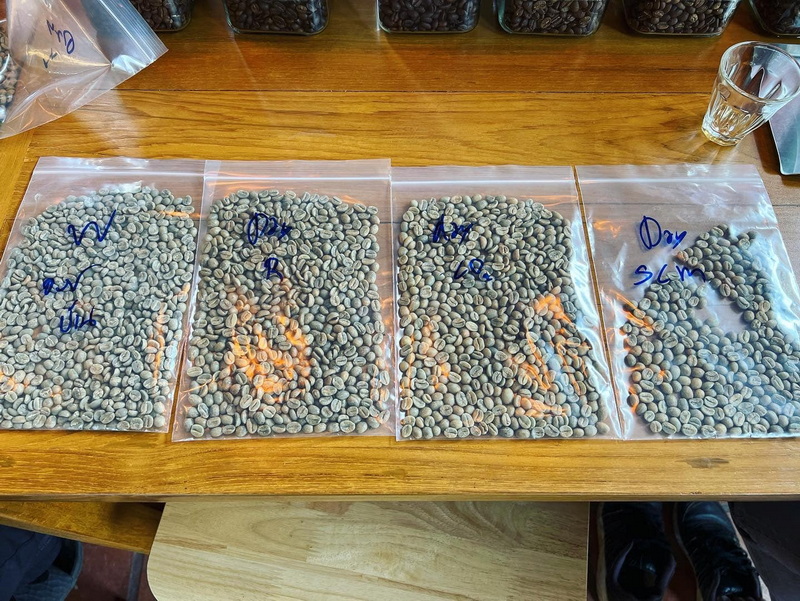 Plastic bags of green coffee beans labeled with days on a wooden table, with roasted beans nearby at Coffee Farm Tour Chiang Mai.
