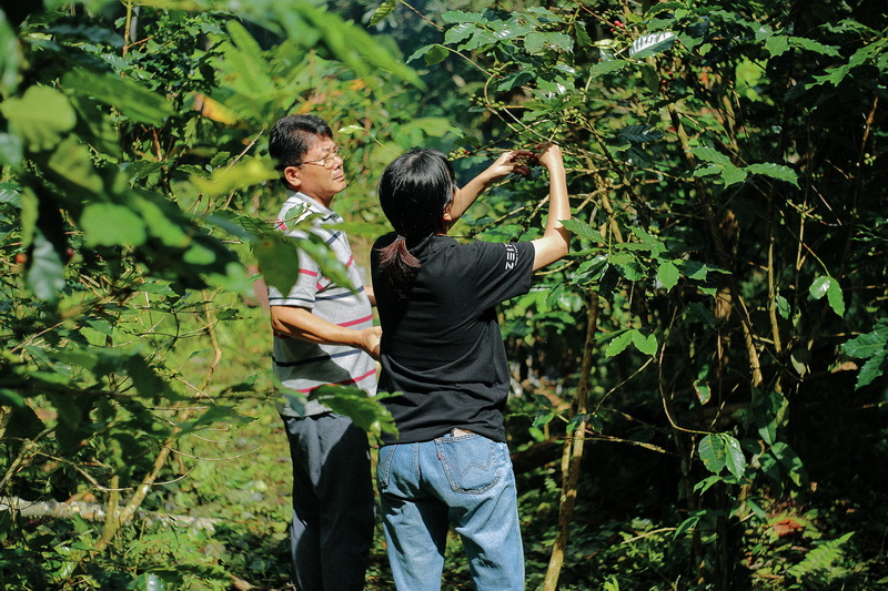 Two individuals inspecting coffee plants in lush greenery at Coffee Farm Tour Chiang Mai.