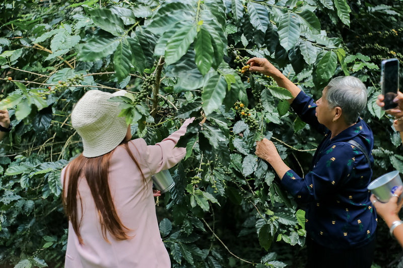 Two women pick coffee cherries from a coffee plant in a lush farm setting at Coffee Farm Tour Chiang Mai.