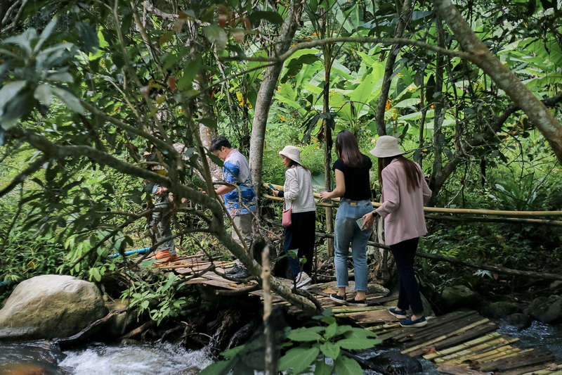 Forest Bridge Walk at Chiang Mai Coffee Farm Tour Group of four walking on a wooden bridge through lush forest greenery at Chiang Mai Coffee Farm Tour.
