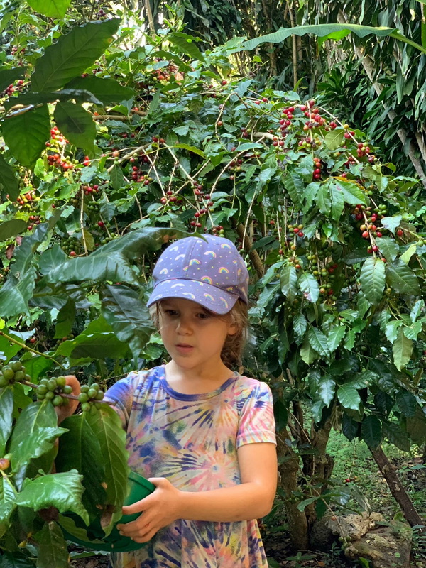 Child in Coffee Plantation at Coffee Farm Tour Chiang Mai Girl picking coffee cherries in a lush coffee plantation with green leaves and ripe cherries at Coffee Farm Tour Chiang Mai.