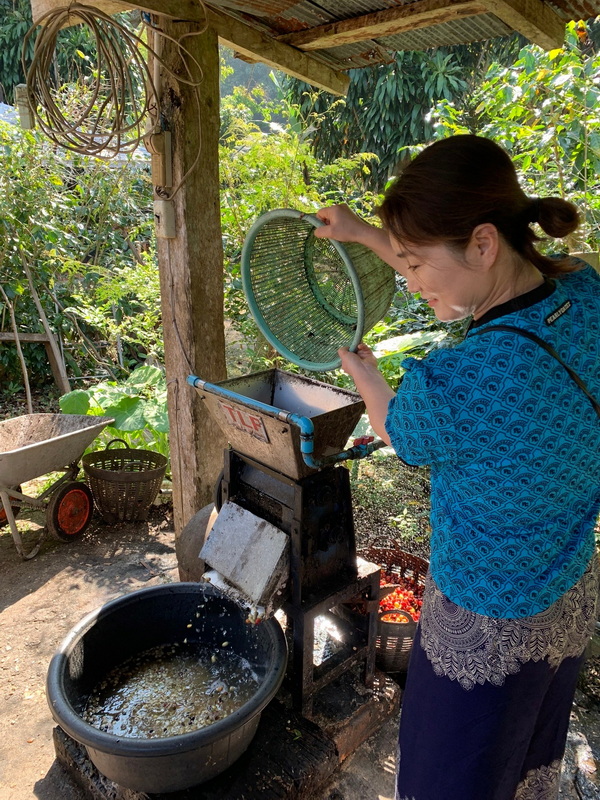 Coffee Bean Processing Outdoors at Coffee Farm Tour Chiang Mai Woman operating a coffee bean pulper machine outdoors surrounded by lush trees at Coffee Farm Tour Chiang Mai.