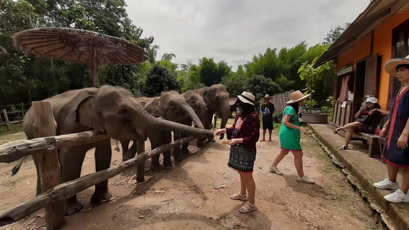 Elephants Being Fed by Visitors at Mae Rim Elephant Home Visitors feeding elephants behind a wooden fence with trees and a building nearby at Mae Rim Elephant Home.