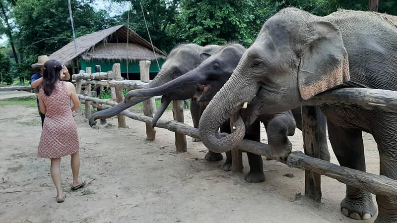 Feeding Elephants in the Forest at Mae Rim Elephant Home Woman feeding elephants behind a wooden fence in a lush forest area at Mae Rim Elephant Home.