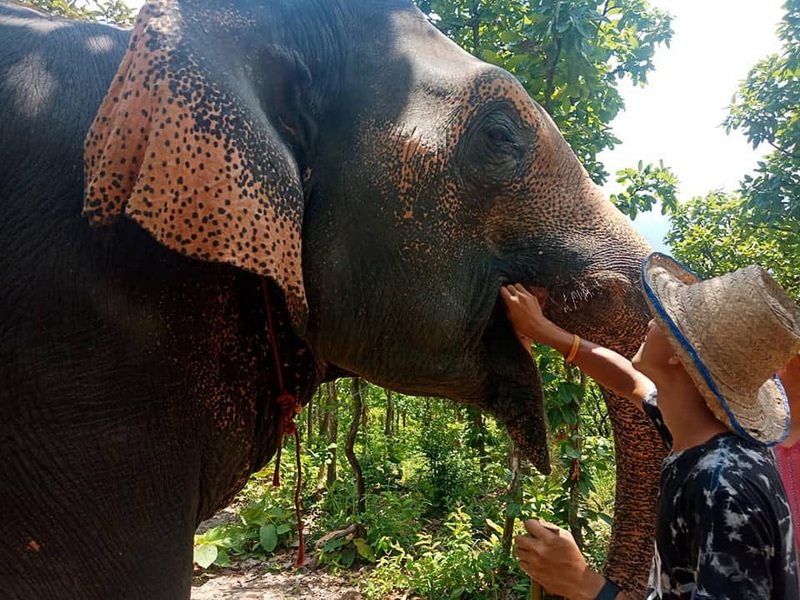Elephant Encounter in Forest at Mae Rim Elephant Home Person with straw hat reaching out to touch an elephant's trunk in a green forest at Mae Rim Elephant Home.