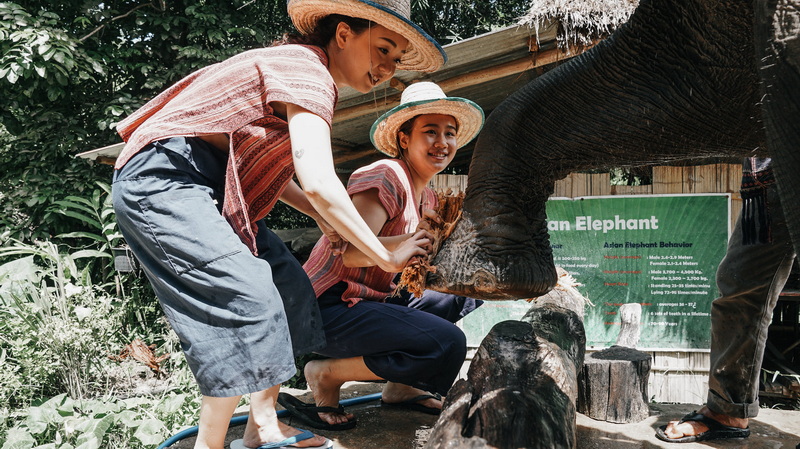 Women Bathing Elephant at Mae Rim Elephant Home Women in straw hats bathing an elephant outdoors near a signboard and greenery at Mae Rim Elephant Home.