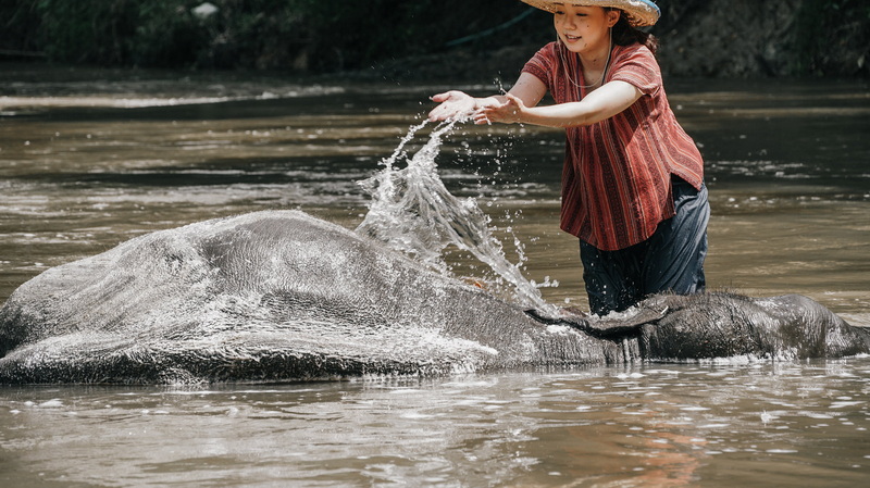 Girl in a straw hat washing an elephant in the river at Mae Rim Elephant Home.