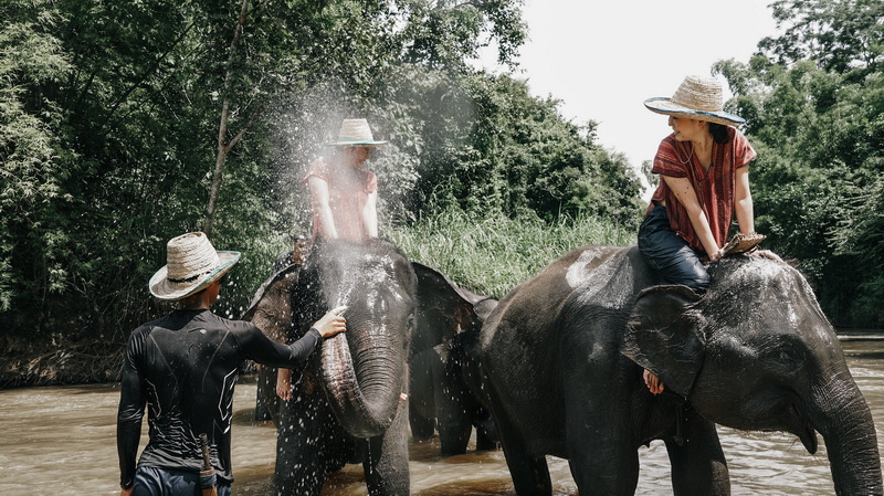 People interacting with elephants in a river surrounded by trees at Maerim Elephant Home.