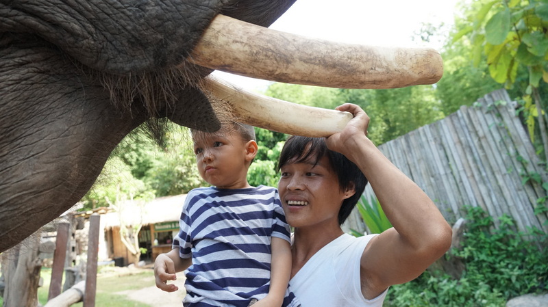 Man and Child Under Elephant Trunk at Maerim Elephant Home Man and boy beneath an elephant's trunk outdoors with green trees and fence behind at Maerim Elephant Home.