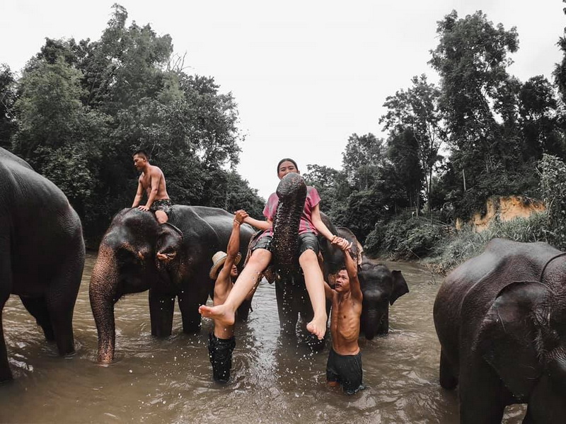 Elephants in the River at Maerim Elephant Home People with elephants in a river surrounded by jungle greenery at Maerim Elephant Home.