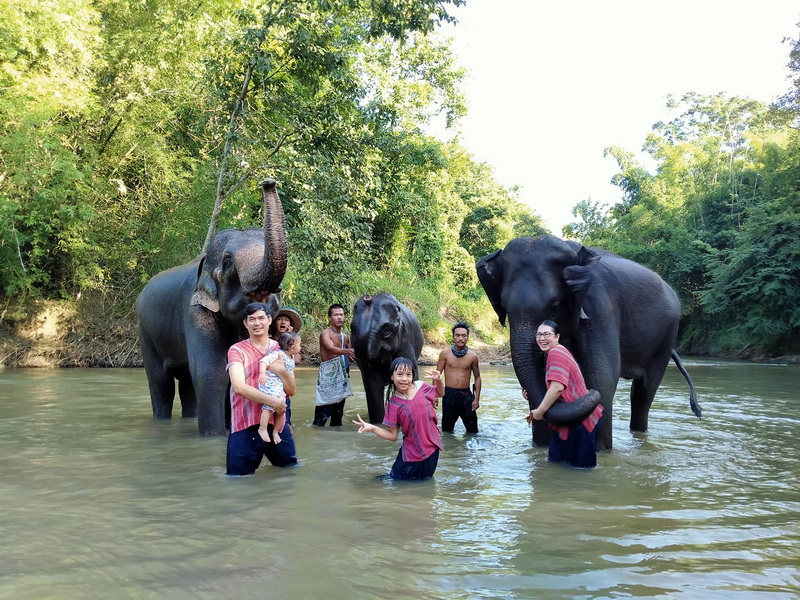 Elephants and People in River at Mae Rim Elephant Home People and elephants in a river surrounded by lush green forest at Mae Rim Elephant Home.