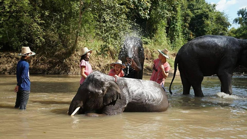 People bathing elephants in a shallow river with lush trees around at Mae Rim Elephant Home.