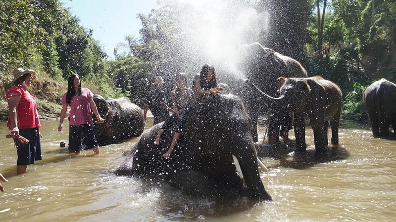 Elephants Bathing in River at Mae Rim Elephant Home People riding elephants in a shallow river during daylight with water splashing around at Mae Rim Elephant Home.