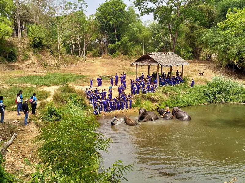 Group of elephants bathing in a river with watchers on the bank and green trees around at Mae Rim Elephant Home.