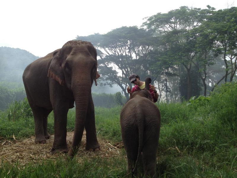 Patara Elephant Farm Travel Photograph Travel photograph selected for Patara Elephant Farm destination guide.