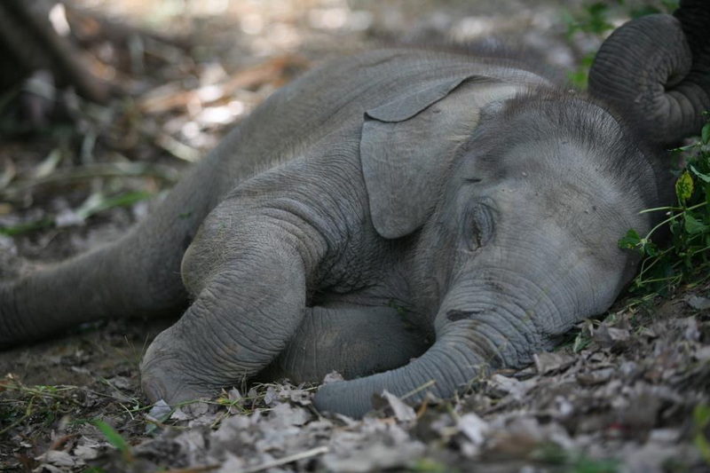 Patara Elephant Farm Travel Photograph Travel photograph selected for Patara Elephant Farm destination guide, Patara Elephant Farm main article view 2 2