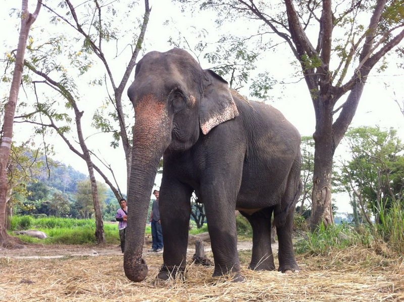Patara Elephant Farm Travel Photograph Travel photograph selected for Patara Elephant Farm destination guide, Patara Elephant Farm main article view 3 2