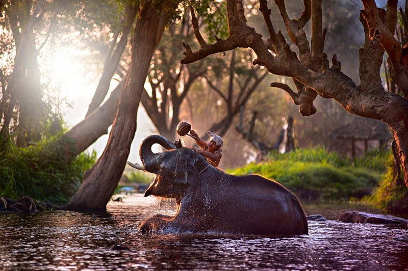 Patara Elephant Farm Travel Photograph Travel photograph selected for Patara Elephant Farm destination guide, Patara Elephant Farm main article view 3 2