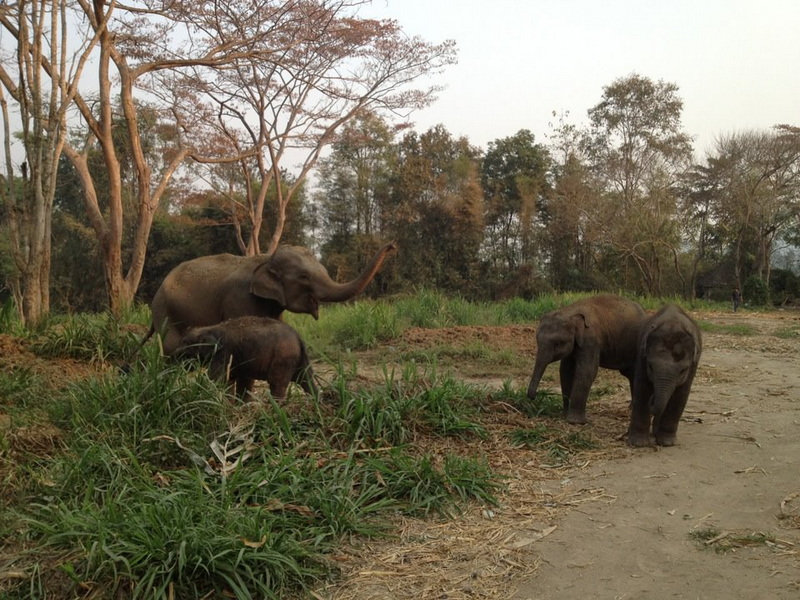 Patara Elephant Farm Travel Photograph Travel photograph selected for Patara Elephant Farm destination guide, Patara Elephant Farm main article view 2 2