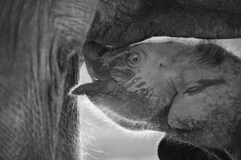 Patara Elephant Farm Travel Photograph Travel photograph selected for Patara Elephant Farm destination guide, Patara Elephant Farm main article view 4 2