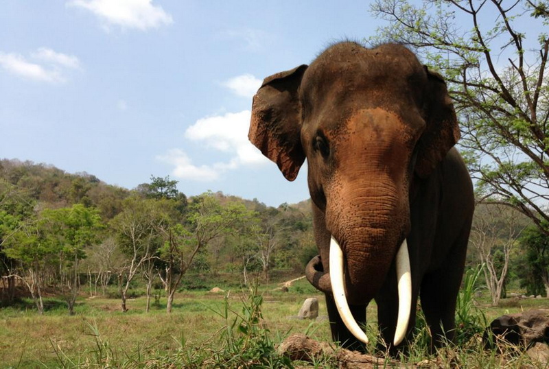 Patara Elephant Farm Travel Photograph Travel photograph selected for Patara Elephant Farm destination guide, Patara Elephant Farm main article view 4 2