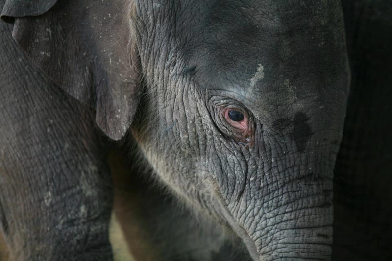 Patara Elephant Farm Travel Photograph Travel photograph selected for Patara Elephant Farm destination guide.