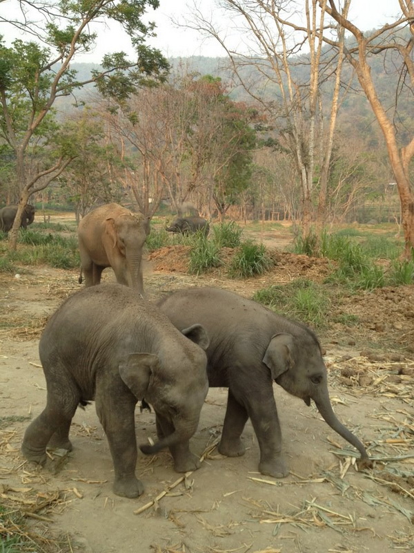 Patara Elephant Farm Travel Photograph Travel photograph selected for Patara Elephant Farm destination guide, Patara Elephant Farm main article view 2 2