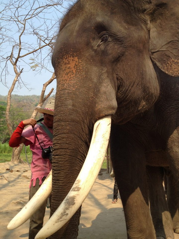 Patara Elephant Farm Travel Photograph Travel photograph selected for Patara Elephant Farm destination guide, Patara Elephant Farm main article view 4 2