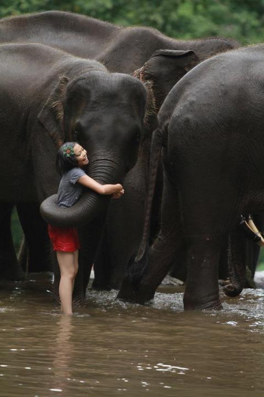 Patara Elephant Farm Travel Photograph Travel photograph selected for Patara Elephant Farm destination guide.