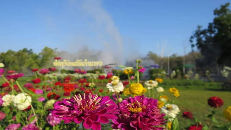 Colorful Flower Garden Scene at San Kamphaeng Hot Springs Colorful flowers blooming in a garden with a blue sky above at San Kamphaeng Hot Springs.