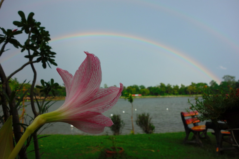 Pink and white striped flower with rainbow over water and trees in background at Huay Tung Tao Chiang Mai.