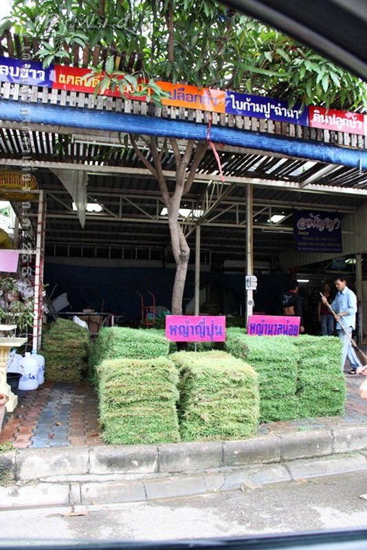 Grass Bundles Outside Building at Shopping In Chiang Mai Bundles of green grass stacked outside a building with signs and people inside at Shopping In Chiang Mai.