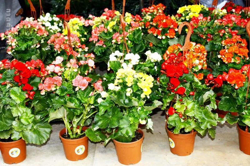 Colorful Flowering Plants Display at Souvenir Shopping Chiang Mai Pottery with vibrant flowering plants arranged for sale or display at Souvenir Shopping Chiang Mai.