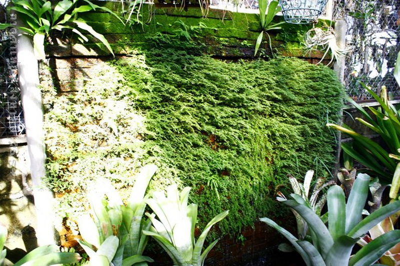 Green moss wall with potted plants and lush foliage surrounding it at Shopping In Chiang Mai.