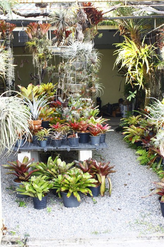 Indoor Plant Garden at Chiang Mai Local Markets Guide Indoor garden with potted plants and succulents on tables and ground at Chiang Mai Local Markets Guide.