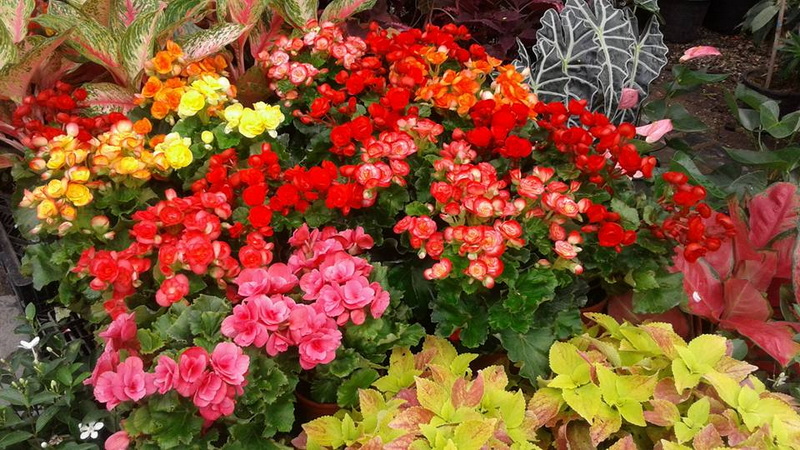 Close-up of vibrant pink, red, yellow, and pink flowers with green leaves at Chiang Mai Markets.