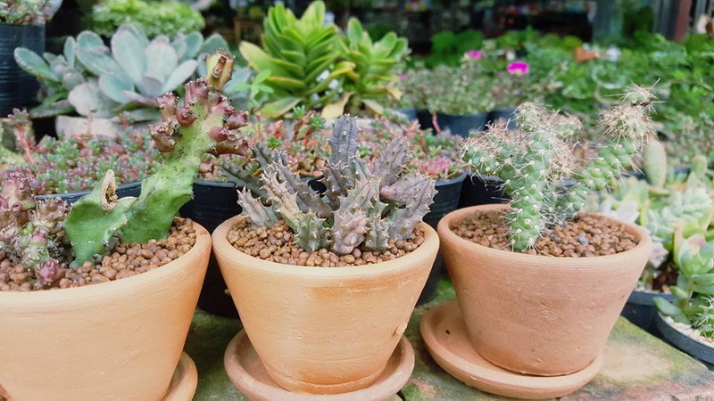 Cacti and Succulents in Pots at Souvenir Shopping Chiang Mai Close-up of terracotta pots with cacti and succulents in an outdoor garden setting at Souvenir Shopping Chiang Mai.