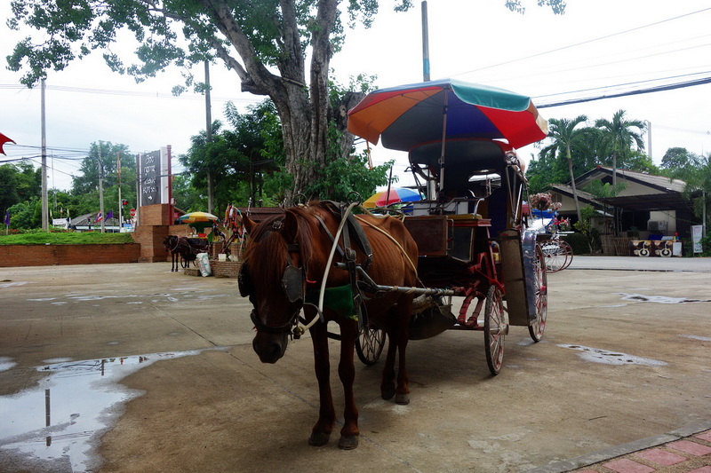 Horse-Drawn Carriage in Chiang Mai at Chiang Mai Cruise To Wiang Kum Kam Horse-drawn carriage with umbrella parked near a large tree and bicycles nearby at Chiang Mai Cruise To Wiang Kum Kam.