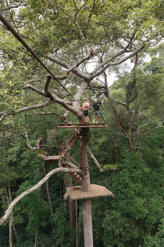 Tree Top Adventure Platform at Jungle Flight Chiang Mai Two people standing on a wooden platform in a lush green tree at Jungle Flight Chiang Mai.