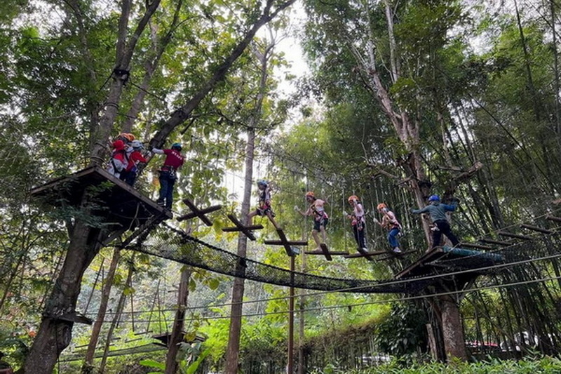 Forest Adventure Bridge at Phoenix Zipline Chiang Mai People with helmets crossing a suspension bridge in a dense forest at Phoenix Zipline Chiang Mai.