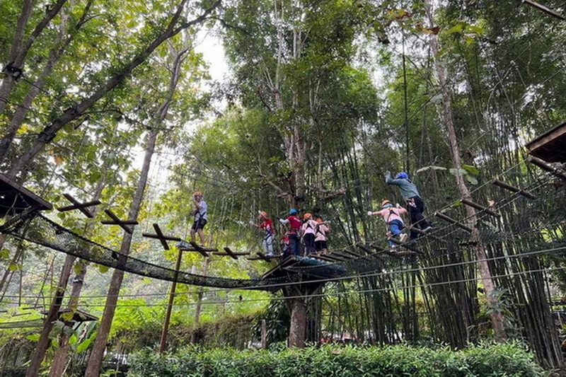 Forest Rope Bridge Adventure at Phoenix Adventure Park People crossing a rope bridge among tall trees in a dense forest environment at Phoenix Adventure Park.