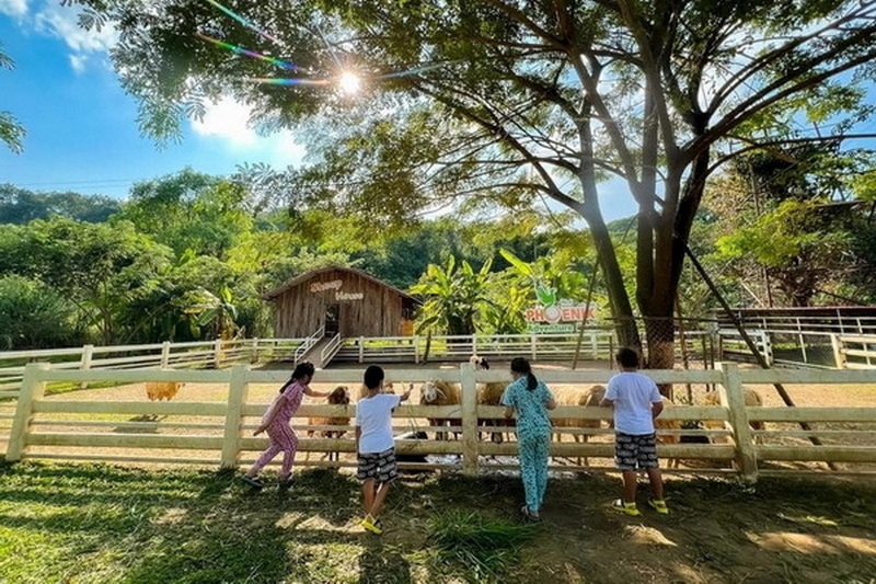Children Feeding Farm Animals at Phoenix Adventure Park Children feeding goats in a farm with trees and sunlight overhead at Phoenix Adventure Park.